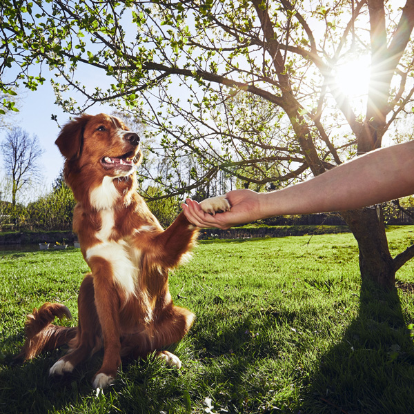 About Dog Ed About Dog Ed